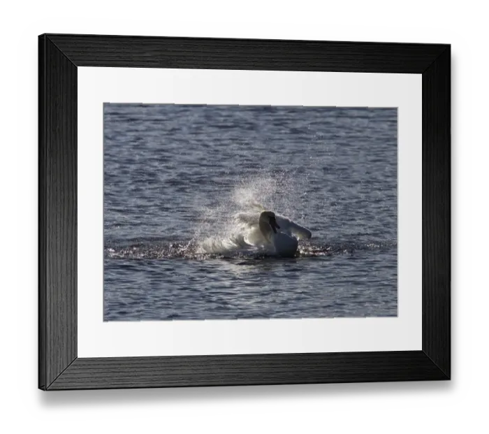 Framed Print : Mute swan washing in fresh water Framed Print : Mute swan washing in fresh water