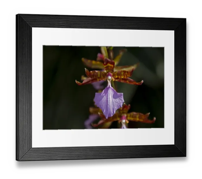 Framed Print : Rhynchostele bictoniensis orchid from Guatemala Framed Print : Rhynchostele bictoniensis orchid from Guatemala