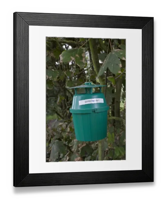 Framed Print : Gypsy moth trap this moth is a serious pest of trees and shrubs with a preference for oaks Framed Print : Gypsy moth trap this moth is a serious pest of trees and shrubs with a preference for oaks