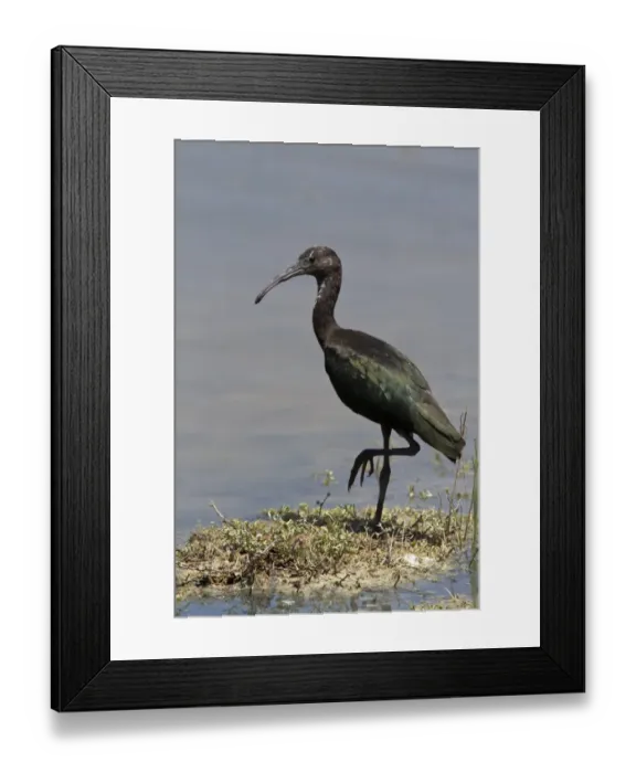 Framed Print : Winter plumage Glossy Ibis - Coto Donana, Spain Framed Print : Winter plumage Glossy Ibis - Coto Donana, Spain