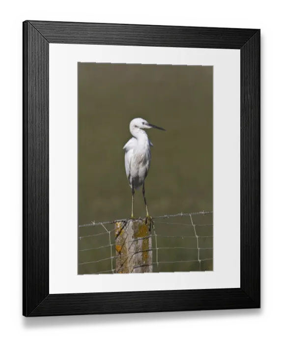 Framed Print : Little Egret on fence post - Coto Donana Spain