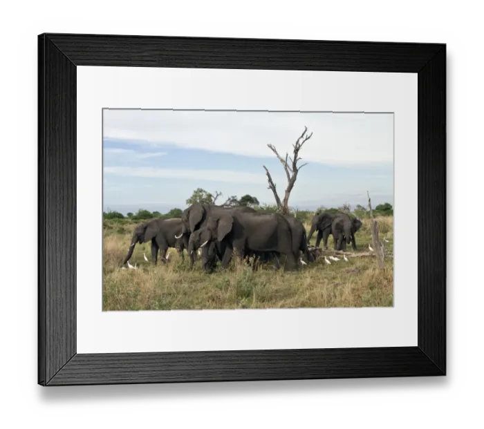 Framed Print : Cattle Egrets hunt for insects that this group of African Elephants disturb Framed Print : Cattle Egrets hunt for insects that this group of African Elephants disturb