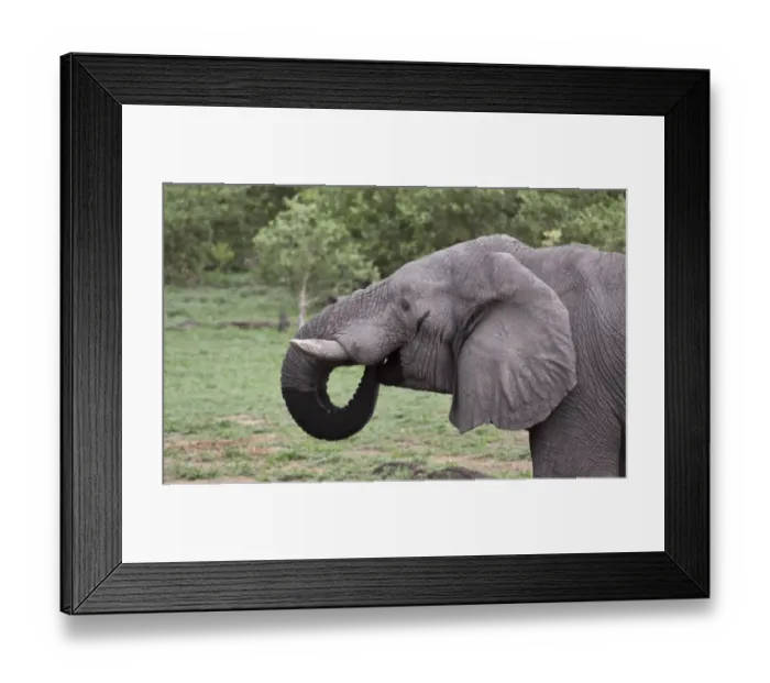 Framed Print : African Elephant drinking at Botswana water hole near Savuti Framed Print : African Elephant drinking at Botswana water hole near Savuti