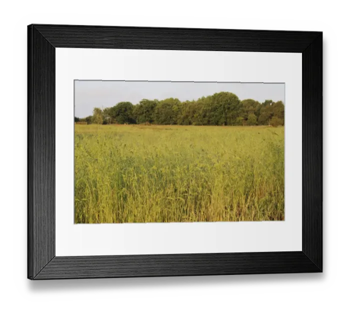 Framed Print : View of long grass growing on rough pasture and acid grassland habitat at dawn, Little Ouse Headwaters Project Framed Print : View of long grass growing on rough pasture and acid grassland habitat at dawn, Little Ouse Headwaters Project