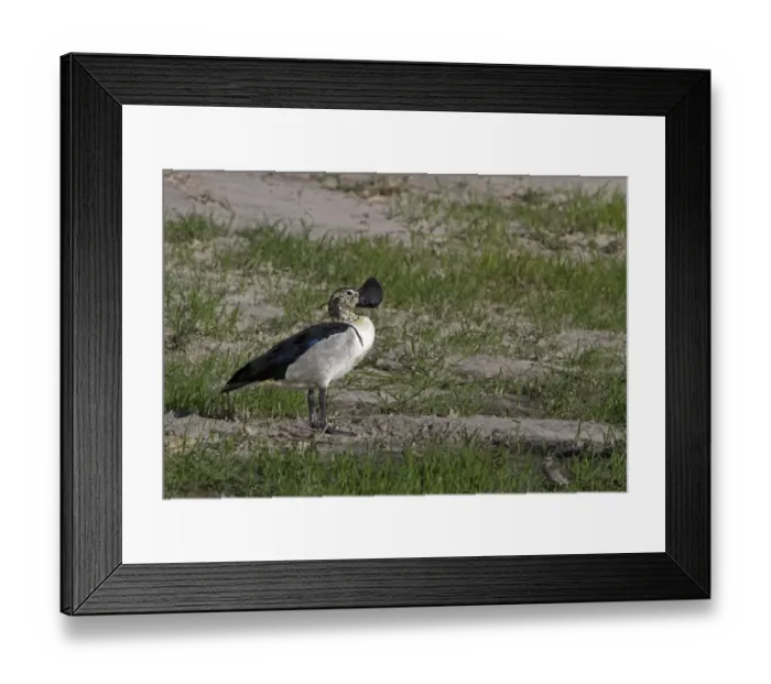 Framed Print : Male Knob billed Duck, sometimes called a Comb Duck. -Botswana Framed Print : Male Knob billed Duck, sometimes called a Comb Duck. -Botswana