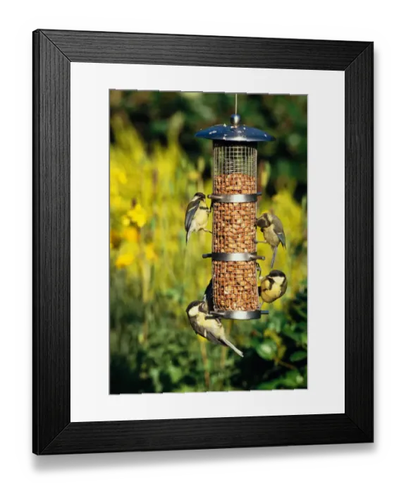 Framed Print : Great Tits (Parus major) and Blue Tits (Parus caeruleus) juveniles, feeding on peanut feeder, England, summer Framed Print : Great Tits (Parus major) and Blue Tits (Parus caeruleus) juveniles, feeding on peanut feeder, England, summer