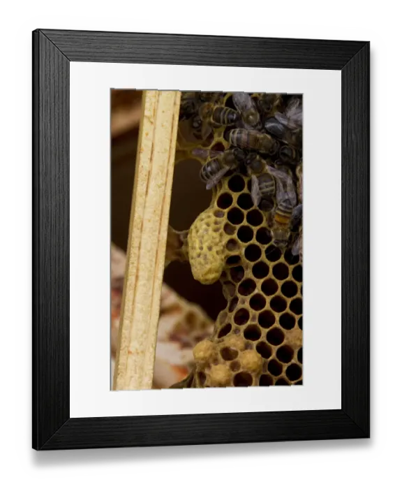 Framed Print : A queen cell on the side of brood frame with worker bees Framed Print : A queen cell on the side of brood frame with worker bees