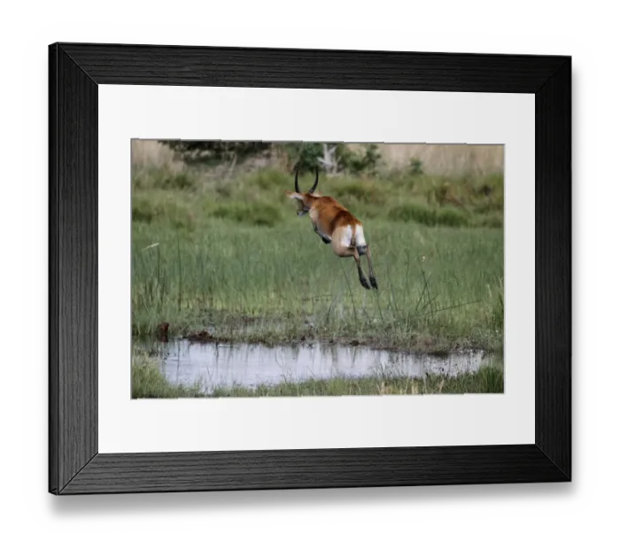 Framed Print : Male Red Lechwe Okavango Delta near Kwara. Lechwe are found in marshy areas where they eat aquatic plants Framed Print : Male Red Lechwe Okavango Delta near Kwara. Lechwe are found in marshy areas where they eat aquatic plants