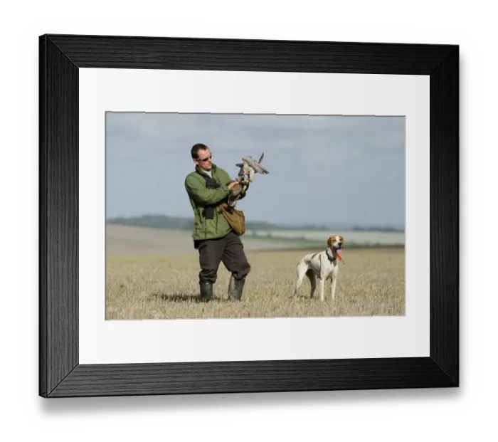 Framed Print : Falconry, falconer with Peregrine Falcon (Falco peregrinus), Grey Partridge (Perdix perdix) prey and Pointer Framed Print : Falconry, falconer with Peregrine Falcon (Falco peregrinus), Grey Partridge (Perdix perdix) prey and Pointer