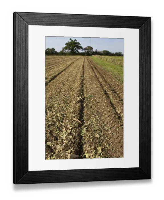 Framed Print : Recently harvested field of sugar beet showing some small tubers Framed Print : Recently harvested field of sugar beet showing some small tubers
