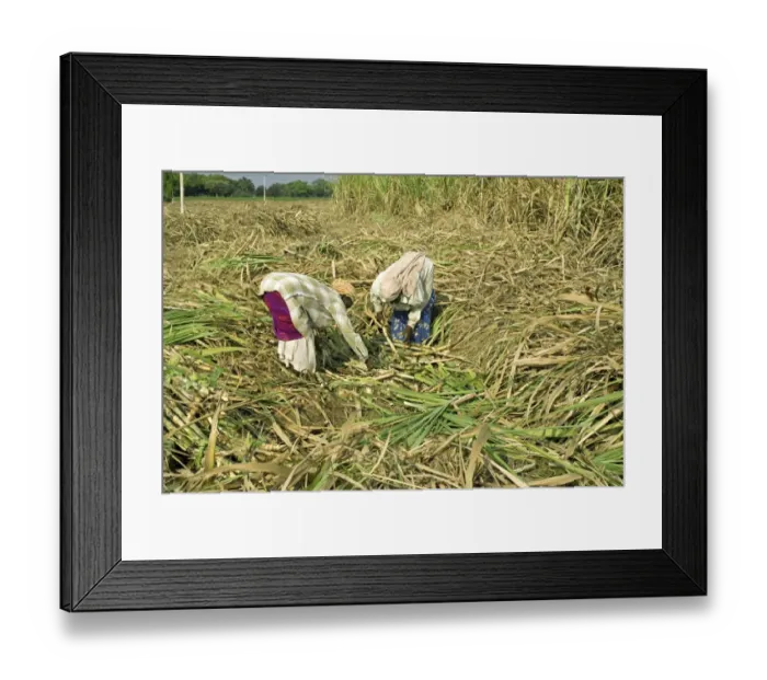 Framed Print : Sugarcane (Saccharum officinarum) crop, workers hand picking cut stems, Theni, Tamil Nadu, India