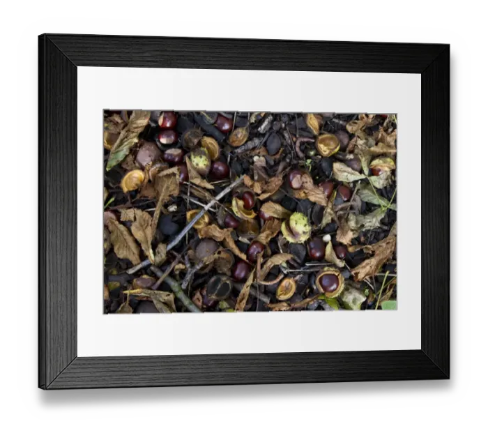 Framed Print : common horse chestnut conkers, the autumn fruiting nut of this common tree Framed Print : common horse chestnut conkers, the autumn fruiting nut of this common tree