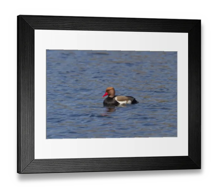 Framed Print : Red crested Pochard male at Lackford Lakes - Suffolk Framed Print : Red crested Pochard male at Lackford Lakes - Suffolk