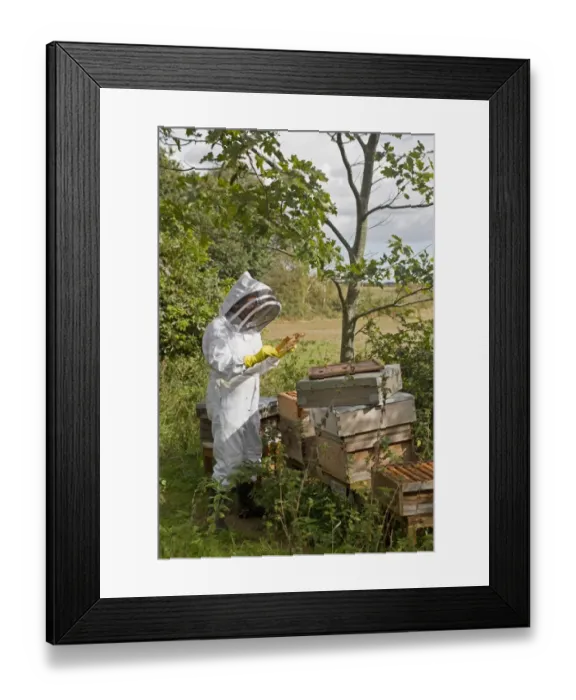Framed Print : Bee keeping, beekeeper inspecting Western Honey Bee (Apis mellifera) workers, on frame from hive, Suffolk, England Framed Print : Bee keeping, beekeeper inspecting Western Honey Bee (Apis mellifera) workers, on frame from hive, Suffolk, England
