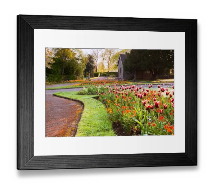 Framed Print : View of garden with tulips in flowerbeds at sunrise, Victoria Park, Bideford, North Devon, England, april