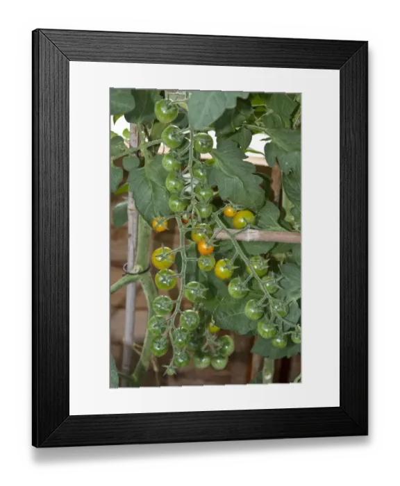 Framed Print : Sungold tomatoes look like sweets and taste like ones too. It is one of the sweetest flavoured tomatoes available Framed Print : Sungold tomatoes look like sweets and taste like ones too. It is one of the sweetest flavoured tomatoes available