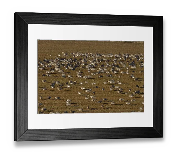 Framed Print : Pink footed geese feeding on newly harvested winter sugar beet field, Brancaster, North Norfolk Framed Print : Pink footed geese feeding on newly harvested winter sugar beet field, Brancaster, North Norfolk