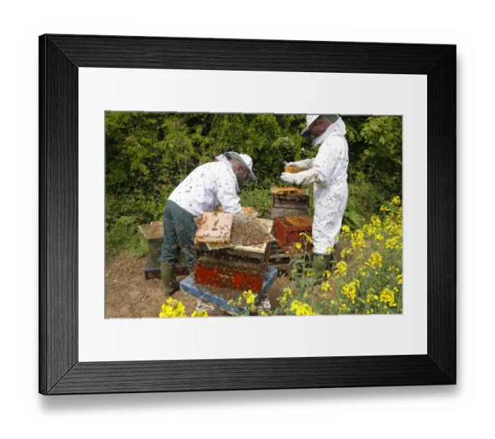 Framed Print : Professional beekeeping, beekeepers examining Western Honey Bee (Apis mellifera) Framed Print : Professional beekeeping, beekeepers examining Western Honey Bee (Apis mellifera)