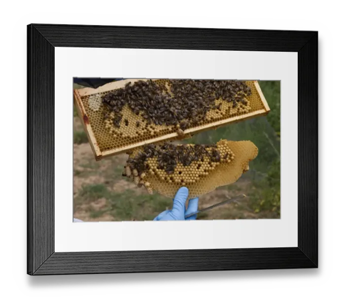 Framed Print : Removing sacrificial natural cells made by the workers which hang from the brood frame Framed Print : Removing sacrificial natural cells made by the workers which hang from the brood frame