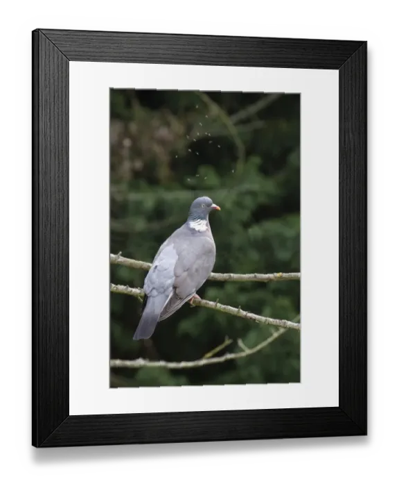 Framed Print : Gnats hover above a Wood Pigeon
