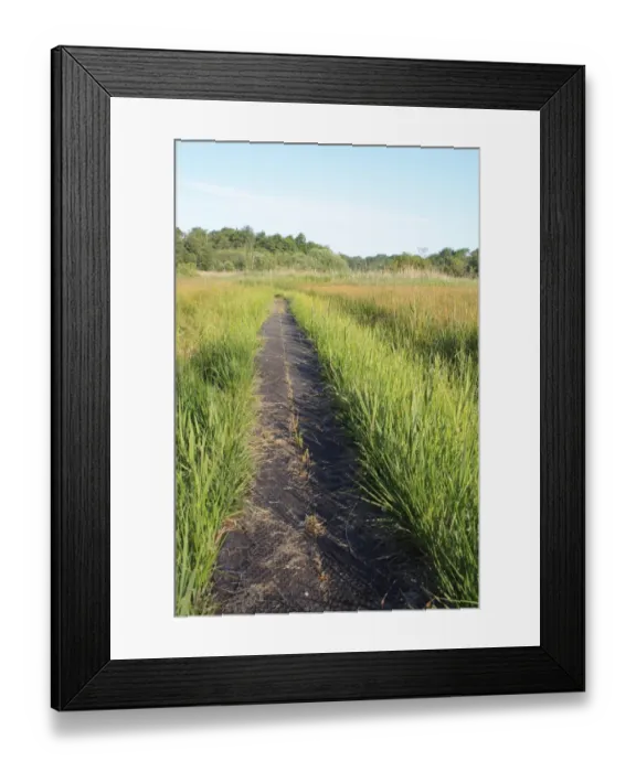 Framed Print : Boardwalk through fen meadow habitat in valley fen reserve, Roydon Fen, Roydon, Upper Waveney Valley, Norfolk, England Framed Print : Boardwalk through fen meadow habitat in valley fen reserve, Roydon Fen, Roydon, Upper Waveney Valley, Norfolk, England