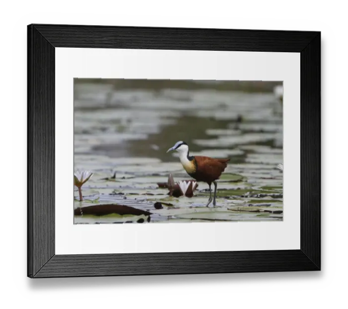 Framed Print : African Jacana, is well Adapted for walking on lilies