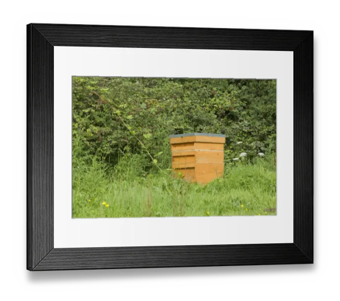 Framed Print : Bee keeping, Western Honey Bee (Apis mellifera) hive in garden, Essex, England, august