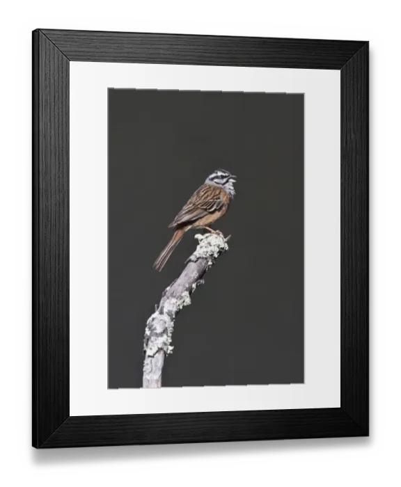 Framed Print : Rock Bunting, Singing Taken at Monfrague Park Spain Framed Print : Rock Bunting, Singing Taken at Monfrague Park Spain