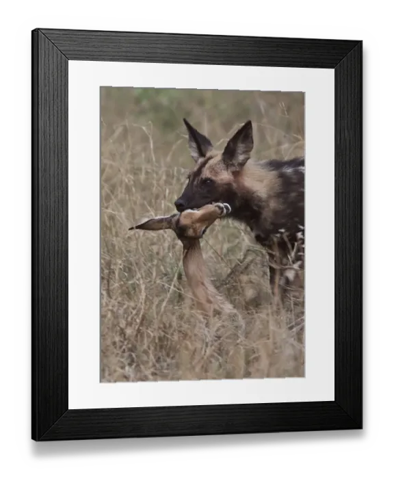 Framed Print : Hunting dog carrying an impala head. Lycaon pictus is a large canid found only in Africa Framed Print : Hunting dog carrying an impala head. Lycaon pictus is a large canid found only in Africa