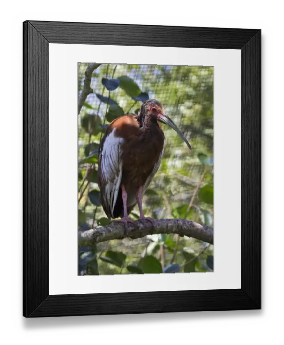 Framed Print : Madagascar crested Ibis Framed Print : Madagascar crested Ibis