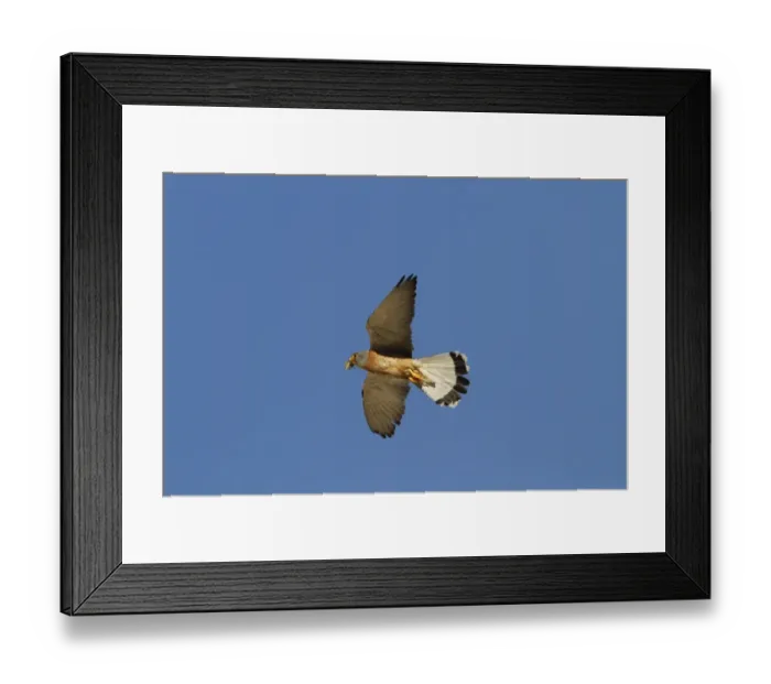 Framed Print : Lesser Kestrel Male with insect prey in its bill. Taken in spain, Trujillo, Extremadura Framed Print : Lesser Kestrel Male with insect prey in its bill. Taken in spain, Trujillo, Extremadura