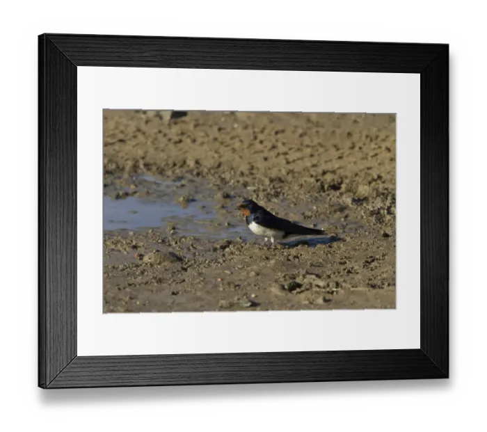 Framed Print : Barn Swallow at mud pool Framed Print : Barn Swallow at mud pool