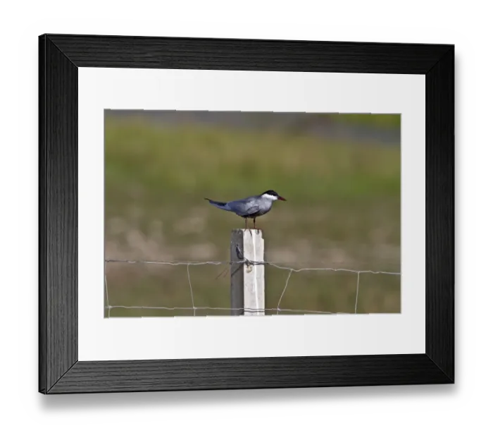 Framed Print : Whiskered Tern on fence post, Coto Donana, Spain