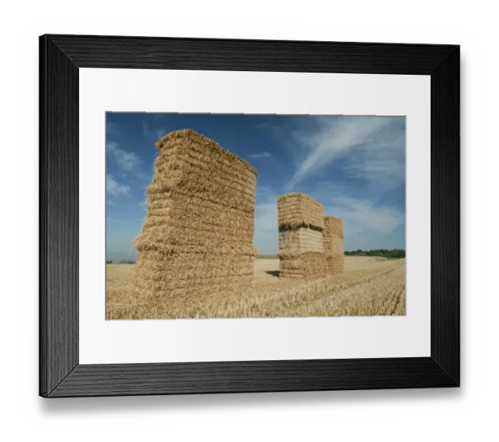 Framed Print : Big bales of straw in stubble field, Isle of Sheppey, Kent, England, august Framed Print : Big bales of straw in stubble field, Isle of Sheppey, Kent, England, august