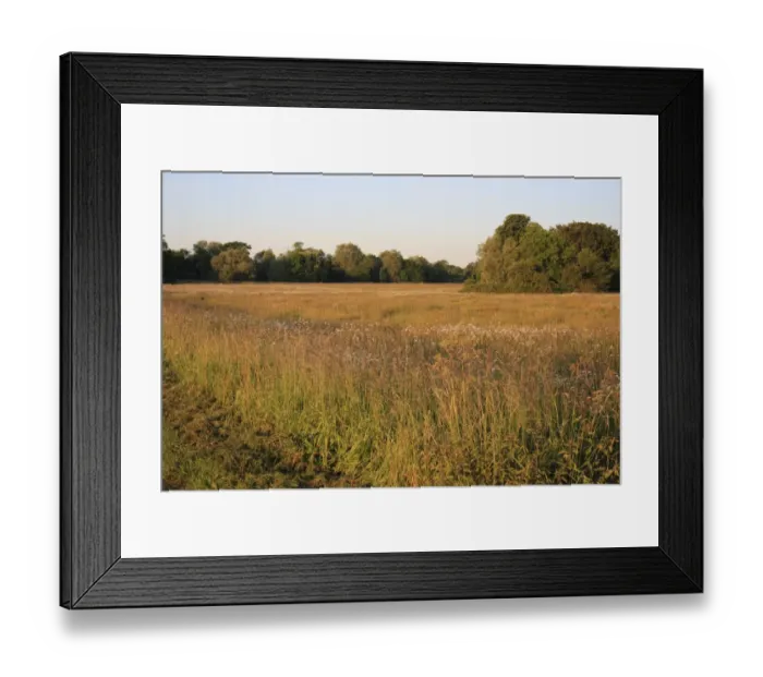 Framed Print : View of pasture with long grass and Ox-eye Daisy (Leucanthemum vulgare) flowering Framed Print : View of pasture with long grass and Ox-eye Daisy (Leucanthemum vulgare) flowering