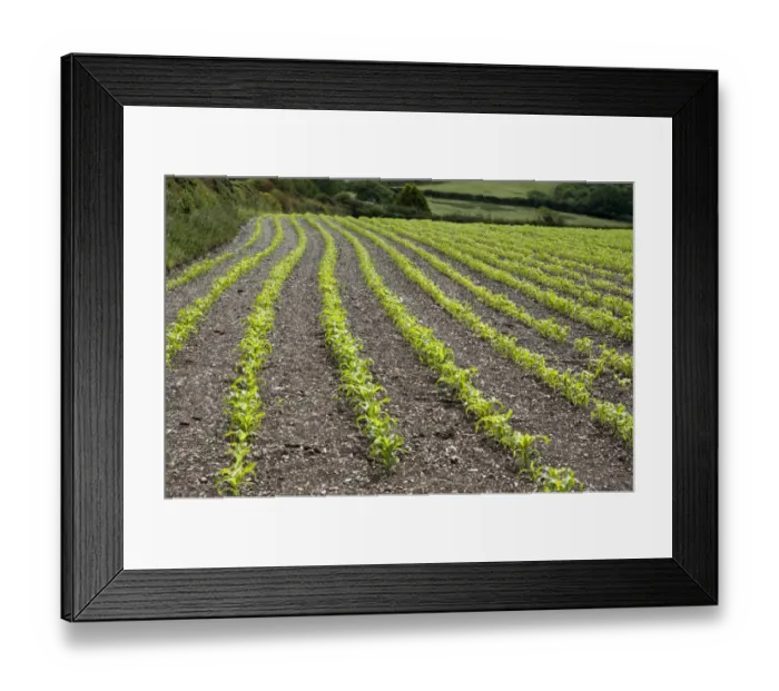 Framed Print : Maize (Zea mays) crop, grown for silage, rows in field, Wadebrisge, Cornwall, England, june Framed Print : Maize (Zea mays) crop, grown for silage, rows in field, Wadebrisge, Cornwall, England, june