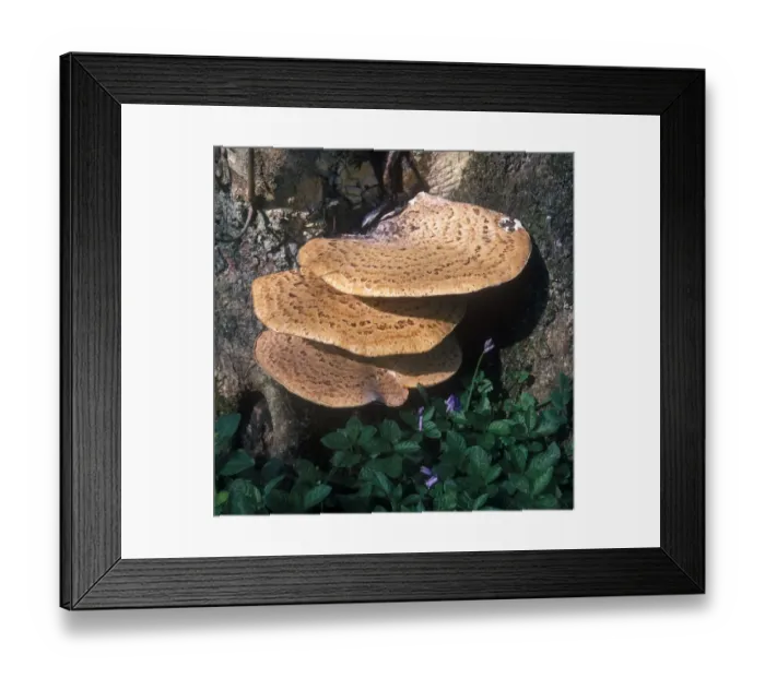 Framed Print : Polyporus squamosus is an basidiomycete bracket fungus, with common names including Dryads saddle Framed Print : Polyporus squamosus is an basidiomycete bracket fungus, with common names including Dryads saddle