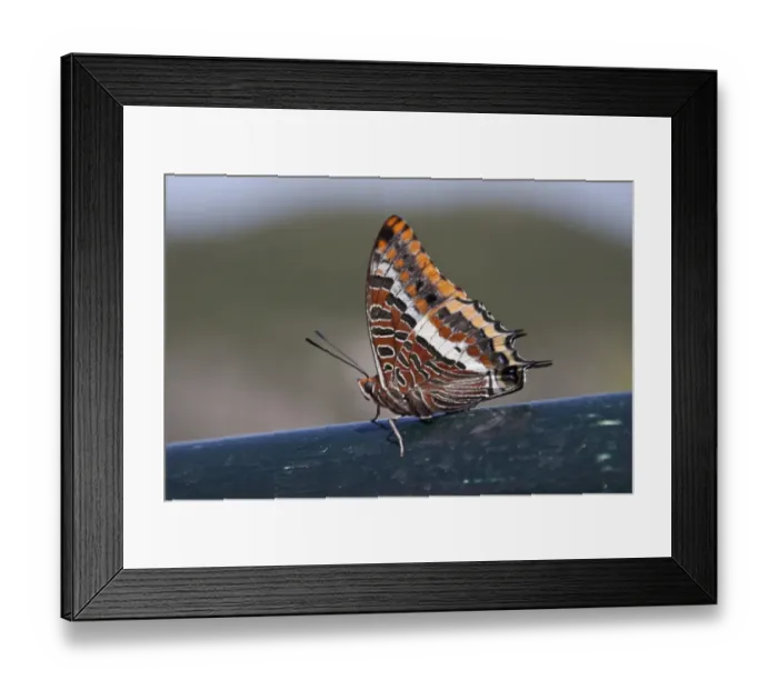 Framed Print : Two tailed pasha, claraxes jasius Framed Print : Two tailed pasha, claraxes jasius