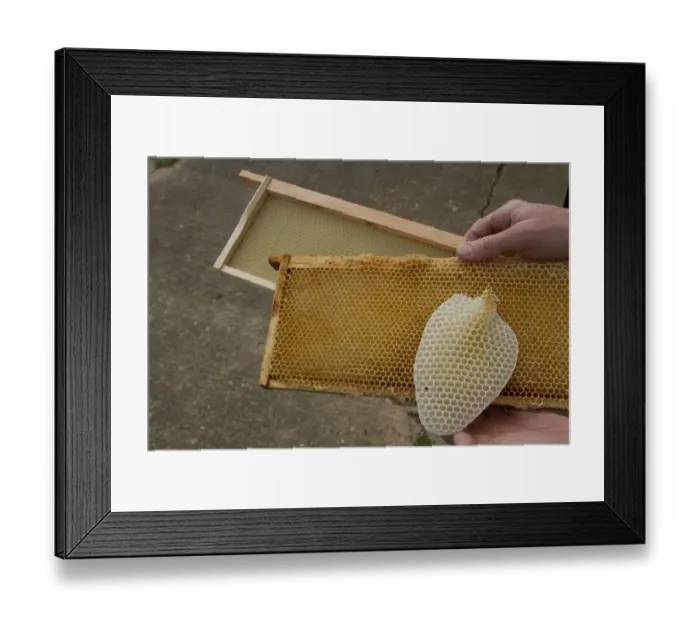 Framed Print : Honey bee hive wax frames, furthest has a new wax foundation, next is a wax frame that is being reused after honey has Framed Print : Honey bee hive wax frames, furthest has a new wax foundation, next is a wax frame that is being reused after honey has