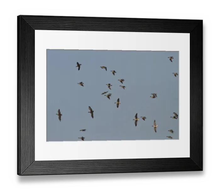 Framed Print : Pink footed Geese, winter flock flying at Brancaster, North Norfolk. some birds are whiffling which is like stalling Framed Print : Pink footed Geese, winter flock flying at Brancaster, North Norfolk. some birds are whiffling which is like stalling