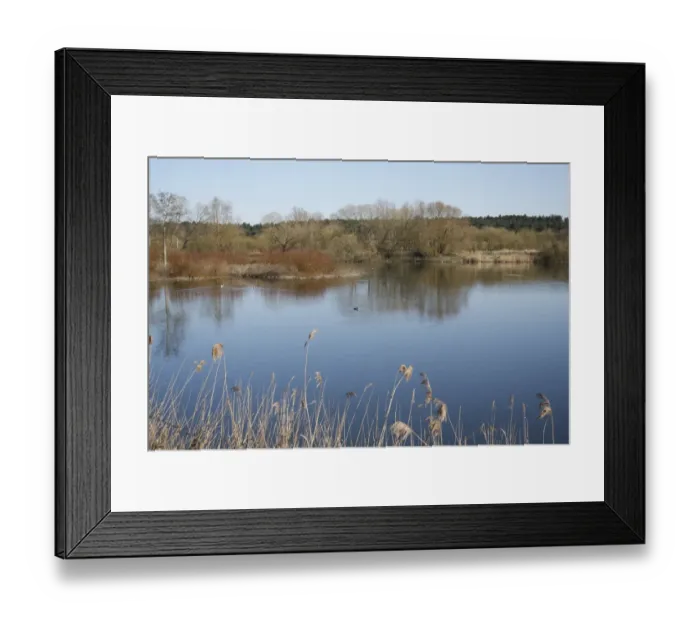 Framed Print : View of flooded former gravel pit habitat, Slough, Lackford Lakes Nature Reserve, Suffolk, England, march Framed Print : View of flooded former gravel pit habitat, Slough, Lackford Lakes Nature Reserve, Suffolk, England, march