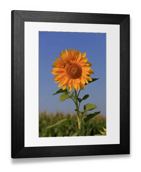 Framed Print : Sunflower (Helianthus sp. ) close-up of flower, growing in field, Ellerstadt, Rhineland-Palatinate Germany, august