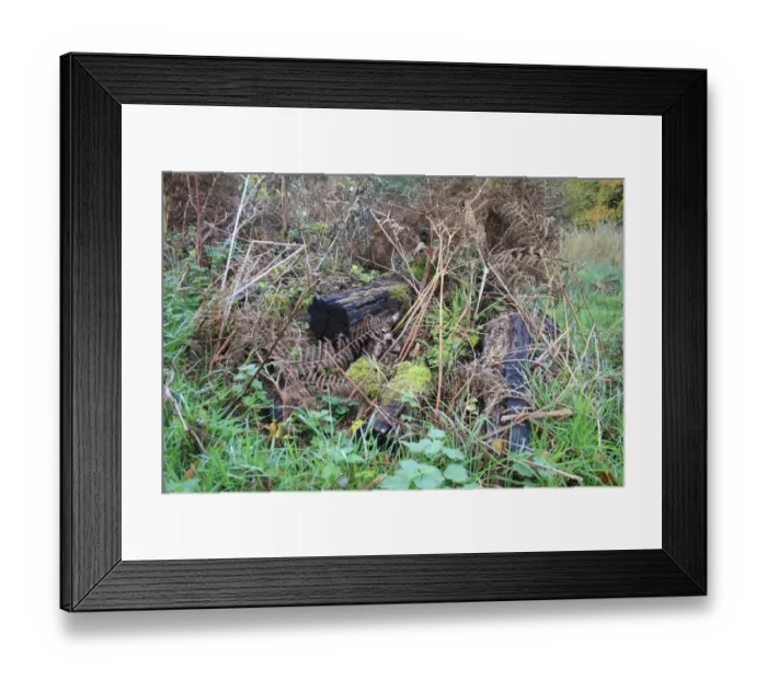Framed Print : Log pile wildlife habitat in woodland at edge of fen, in valley fen reserve, Market Weston Fen, Market Weston, Suffolk Framed Print : Log pile wildlife habitat in woodland at edge of fen, in valley fen reserve, Market Weston Fen, Market Weston, Suffolk