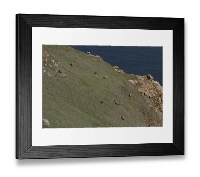 Framed Print : Manx Loaghtan breed of sheep reintroduced to Jersey#s northern coast Framed Print : Manx Loaghtan breed of sheep reintroduced to Jersey#s northern coast