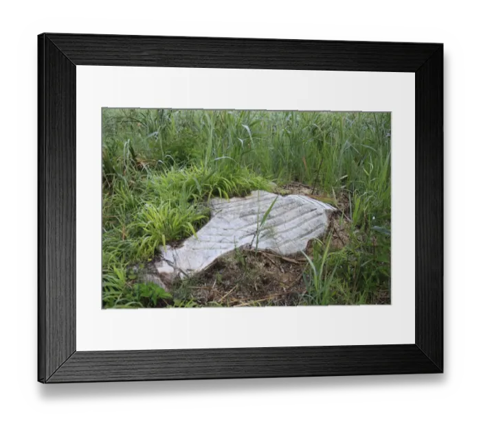 Framed Print : Cleared invasive woodland at edge of valley fen reserve, close-up of stump with cut grooves, Roydon Fen, Roydon Framed Print : Cleared invasive woodland at edge of valley fen reserve, close-up of stump with cut grooves, Roydon Fen, Roydon
