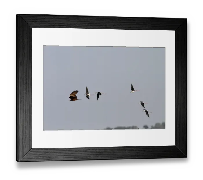Framed Print : Black winged Stilts chase a Black Kite which has taken one of there chicks. Coto Donana, Spain Framed Print : Black winged Stilts chase a Black Kite which has taken one of there chicks. Coto Donana, Spain