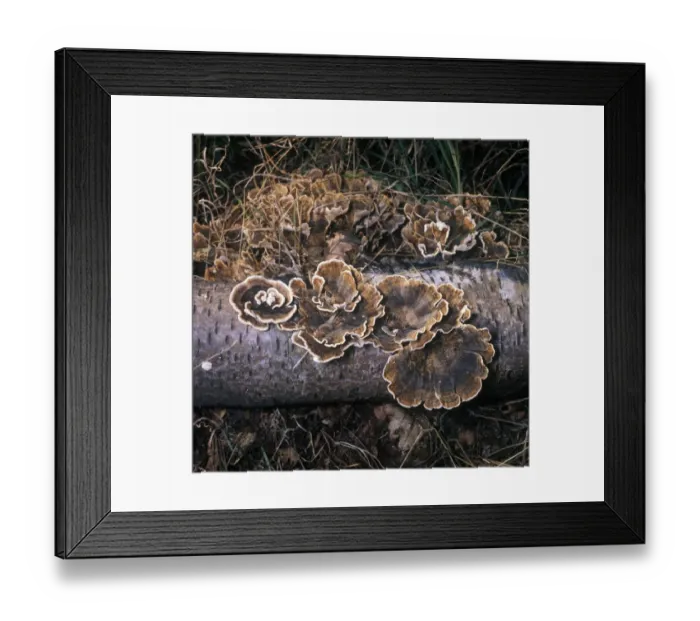 Framed Print : Trametes versicolor, formerly known as Coriolus versicolor and Polyporus versicolor is an extremely common polypore Framed Print : Trametes versicolor, formerly known as Coriolus versicolor and Polyporus versicolor is an extremely common polypore