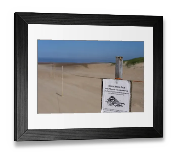 Framed Print : Ground Nesting Birds sign on roped off area, warning visitors to stay clear of nesting area on beach, Thornham Framed Print : Ground Nesting Birds sign on roped off area, warning visitors to stay clear of nesting area on beach, Thornham