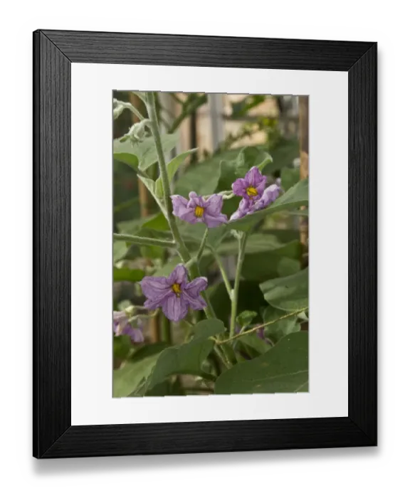 Framed Print : Flower of The eggplant, aubergine, melongene, brinjal or guinea squash (Solanum melongena)