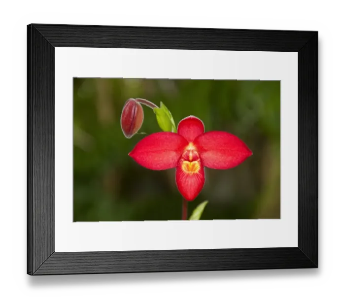 Framed Print : Phragmipedium Jason Fischer, hybrid orchid Framed Print : Phragmipedium Jason Fischer, hybrid orchid